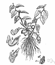 Virginia snakeroot - birthwort of the eastern United States woodlands