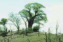 baobab - African tree having an exceedingly thick trunk and fruit that resembles a gourd and has an edible pulp called monkey bread