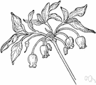 Menziesia - deciduous shrubs of North America and eastern Asia