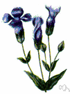 Gentiana holopetala - small blue-flowered fringed gentian of Sierra Nevada mountains
