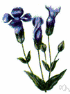 Gentianopsis holopetala - small blue-flowered fringed gentian of Sierra Nevada mountains