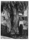 Eucalyptus viminalis - tall tree yielding a false manna
