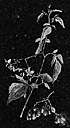 Circaea alpina - an Alpine variety of enchanter's nightshade