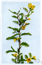 Chamaecrista - genus of tropical herbs or subshrubs having sensitive leaves and suddenly dehiscing pods