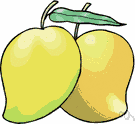 genus Mangifera - tropical tree native to Asia bearing fleshy fruit