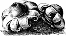 Geastrum - type genus of Geastraceae