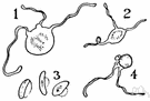 Malaria parasite - parasitic protozoan of the genus Plasmodium that causes malaria in humans
