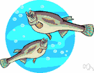 gambusia - mosquitofish