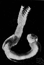 genus Bankia - giant shipworms