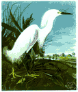 snowy heron - small New World egret