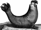 hooded seal - medium-sized blackish-grey seal with large inflatable sac on the head