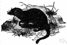 Viverricula malaccensis - a common civet of southeast Asia