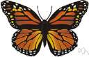 milkweed butterfly - large migratory American butterfly having deep orange wings with black and white markings