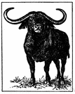 Cape buffalo - large often savage buffalo of southern Africa having upward-curving horns