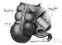 Ascending colon - definition of ascending colon by The Free Dictionary