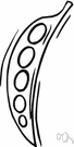 pea bean - white-seeded bean