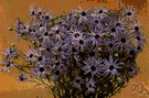 Swan River daisy - western Australian annual much cultivated for its flower heads with white or bluish to violet or variegated rays