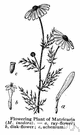 Tripleurospermum - small genus comprising plants often included in genus Matricaria