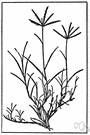 star grass - trailing grass native to Europe now cosmopolitan in warm regions