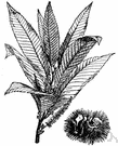 sweet chestnut - wild or cultivated throughout southern Europe, northwestern Africa and southwestern Asia