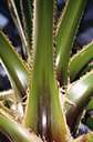 aloe family - one of many families or subfamilies into which some classification systems subdivide the Liliaceae but not widely accepted