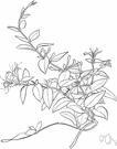 Japanese honeysuckle - an Asiatic trailing evergreen honeysuckle with half-evergreen leaves and fragrant white flowers turning yellow with age