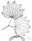 Acer circinatum - small maple of northwestern North America having prostrate stems that root freely and form dense thickets
