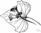 sweet potato vine - pantropical vine widely cultivated in several varieties for its large sweet tuberous root with orange flesh