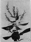 Teucrium canadense - subshrub with serrate leaves and cream-colored to pink or purple flowers in spikelike racemes