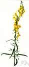 butter-and-eggs - common European perennial having showy yellow and orange flowers