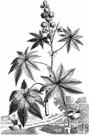 Ricinus - a genus of herb having only one known species: castor-oil plant