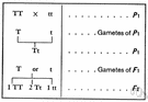 monohybrid - a hybrid produced by crossing parents that are homozygous except for a single gene locus that has two alleles (as in Mendel's experiments with garden peas)