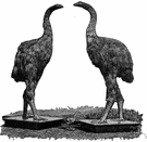 anomalopteryx - the smallest moa
