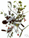 northern shrike - a butcherbird of northern North America