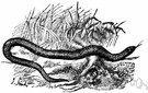 blindworm - small burrowing legless European lizard with tiny eyes