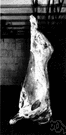 carcase - the dead body of an animal especially one slaughtered and dressed for food