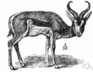 springbuck - a South African gazelle noted for springing lightly into the air