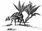 Hyemoschus aquaticus - largest chevrotain