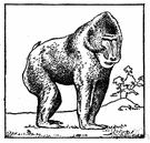 genus Papio - baboons