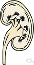urinary retention - holding urine in the urinary bladder