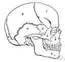 Asterion Skull