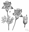 nutmeg flower - herb of the Mediterranean region having pungent seeds used like those of caraway