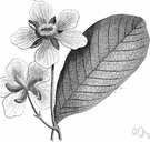 dillenia - any of several evergreen trees or shrubs of the genus Dillenia grown for their foliage and nodding flowers resembling magnolias which are followed by fruit that is used in curries and jellies and preserves