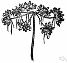 Aethusa - fool's parsley