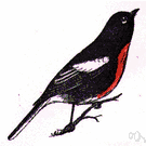 redstart - flycatching warbler of eastern North America the male having bright orange on sides and wings and tail