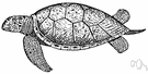 Chelonia mydas - large tropical turtle with greenish flesh used for turtle soup