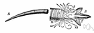 class Scaphopoda - small class of bilaterally symmetrical marine forms comprising the tooth shells