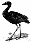 Psophia - type genus of the Psophiidae: trumpeters