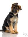 German shepherd dog - breed of large shepherd dogs used in police work and as a guide for the blind
