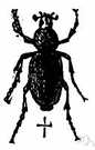 rose chafer - common North American beetle: larvae feed on roots and adults on leaves and flowers of e.g. rose bushes or apple trees or grape vines